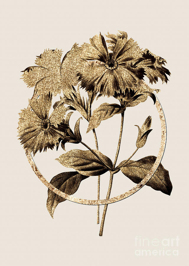 Gold Ring Lychnis Grandiflora Botanical Illustration Black and Gold n.0362 Painting by Holy Rock Design