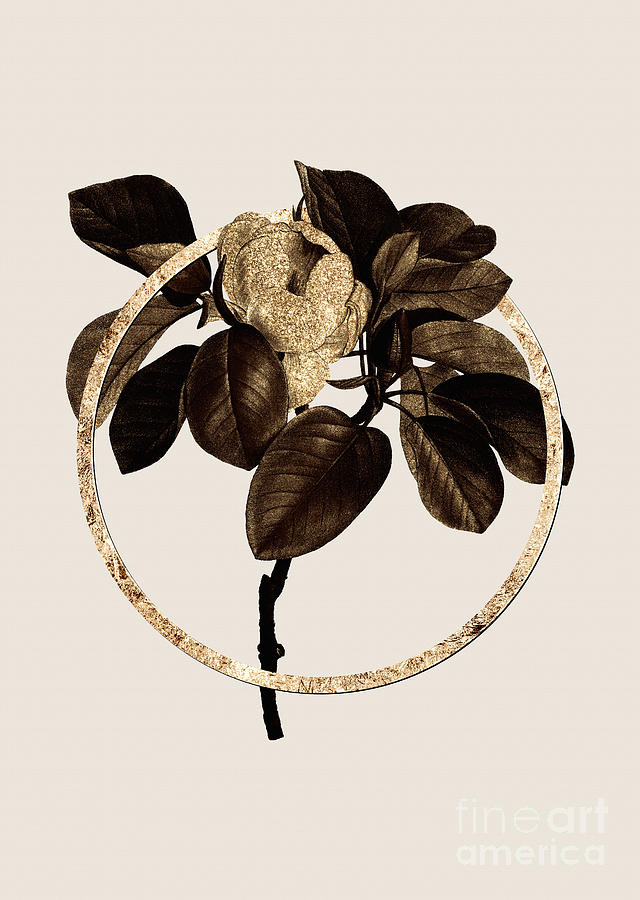 Gold Ring Magnolia Elegans Botanical Illustration Black and Gold n.0372 Painting by Holy Rock Design