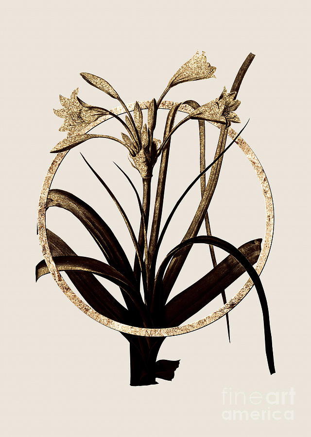 Gold Ring Malgas Lily Botanical Illustration Black and Gold n.0400 Painting by Holy Rock Design