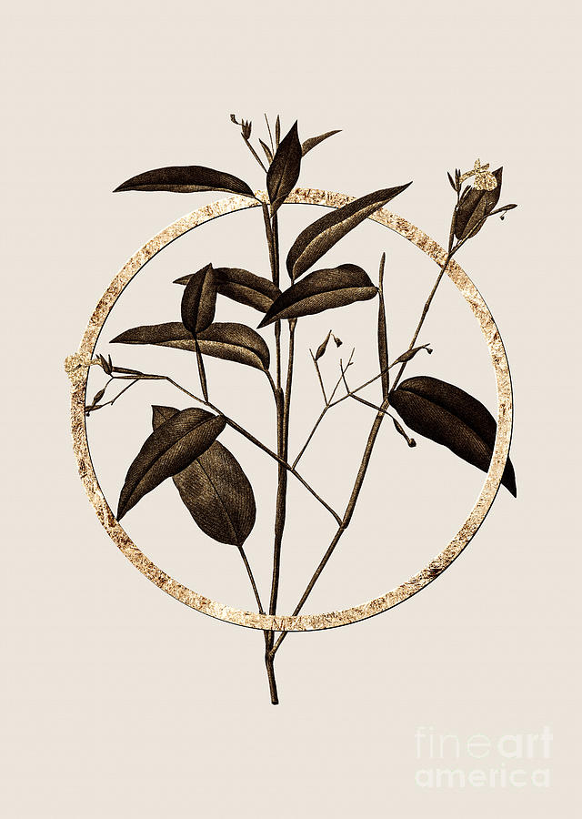 Gold Ring Maranta Arundinacea Botanical Illustration Black and Gold n.0407 Painting by Holy Rock Design