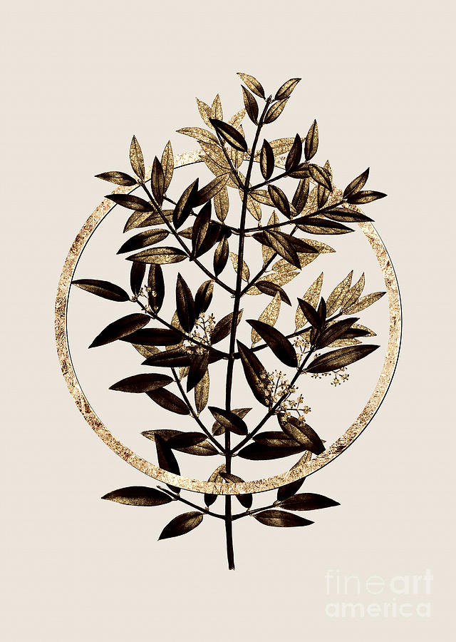 Gold Ring Phillyrea Tree Branch Botanical Illustration Black and Gold n.0387 Painting by Holy Rock Design
