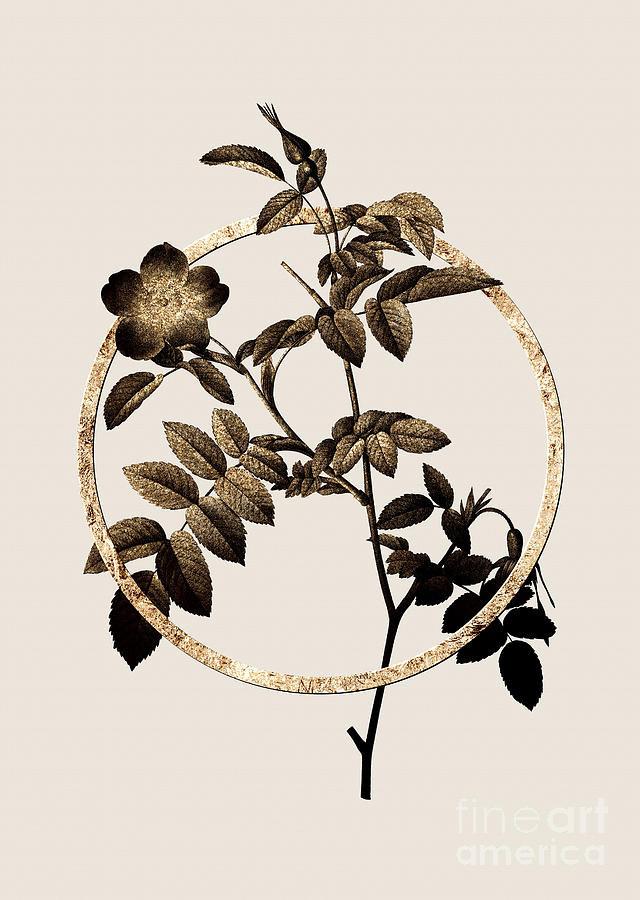 Gold Ring Pink Alpine Rose Botanical Illustration Black and Gold n.0377 Painting by Holy Rock Design
