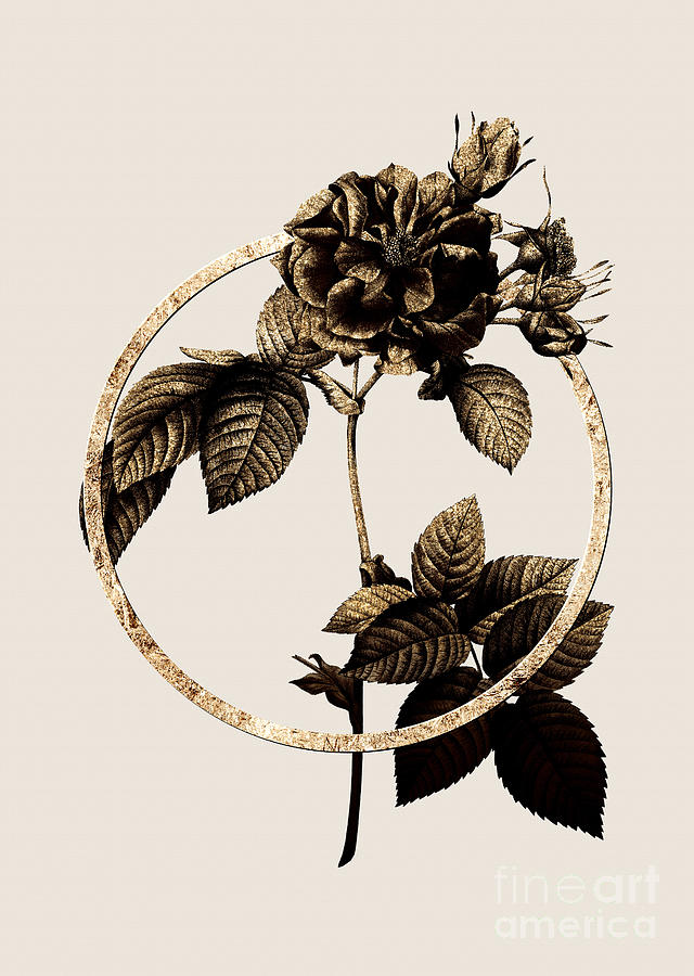Gold Ring Pink Francfort Rose Botanical Illustration Black and Gold n.0384 Mixed Media by Holy Rock Design