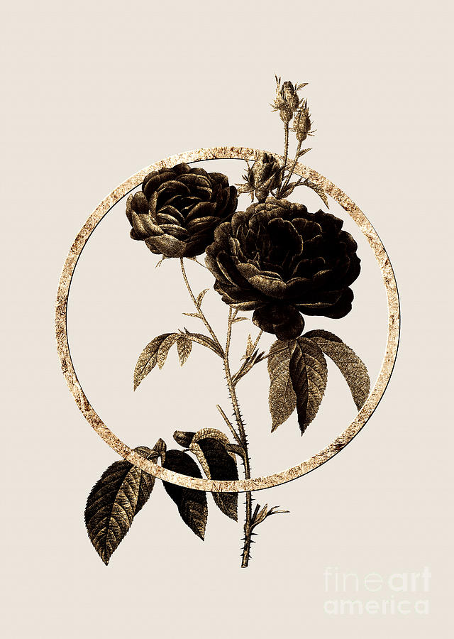 Gold Ring Purple Roses Botanical Illustration Black and Gold n.0365 Painting by Holy Rock Design