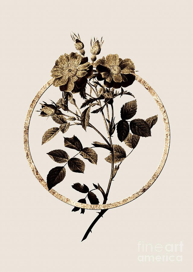 Gold Ring Queen Elizabeths Sweetbriar Rose Botanical Illustration Black And Gold N.0293 Painting