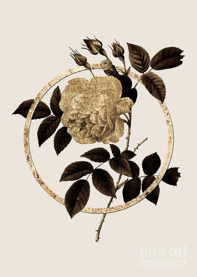 Gold Ring Rosa Indica Botanical Illustration Black and Gold n.0417 Painting by Holy Rock Design