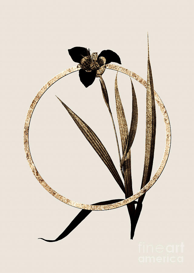 Gold Ring Tiger Flower Botanical Illustration Black and Gold n.0354 Painting by Holy Rock Design