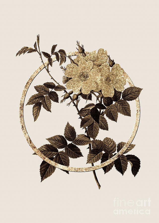Gold Ring White Rosebush Botanical Illustration Black and Gold n.0376 Painting by Holy Rock Design