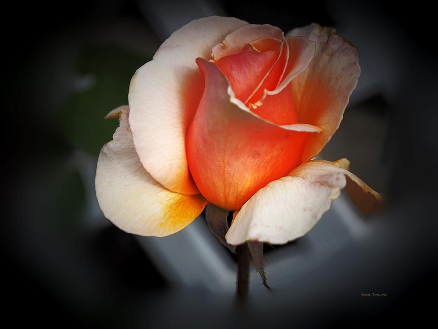 Gold Rose Beauty Photograph by Richard Thomas