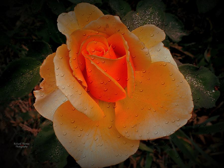 Gold Rose Raindrop Beauty Photograph by Richard Thomas