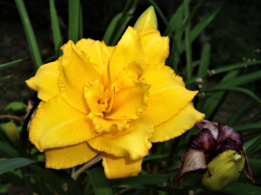Gold Ruffled Day Lily Photograph by Nancy Ayanna Wyatt