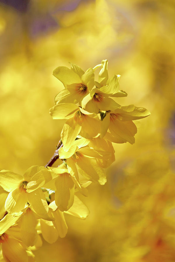 Flower Photograph - Gold Rush by Laura Vilandre