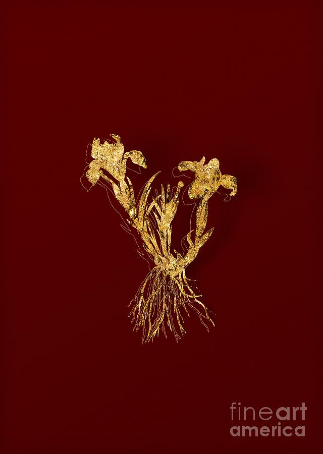 Gold Sand Iris Botanical Illustration on Red Mixed Media by Holy Rock Design