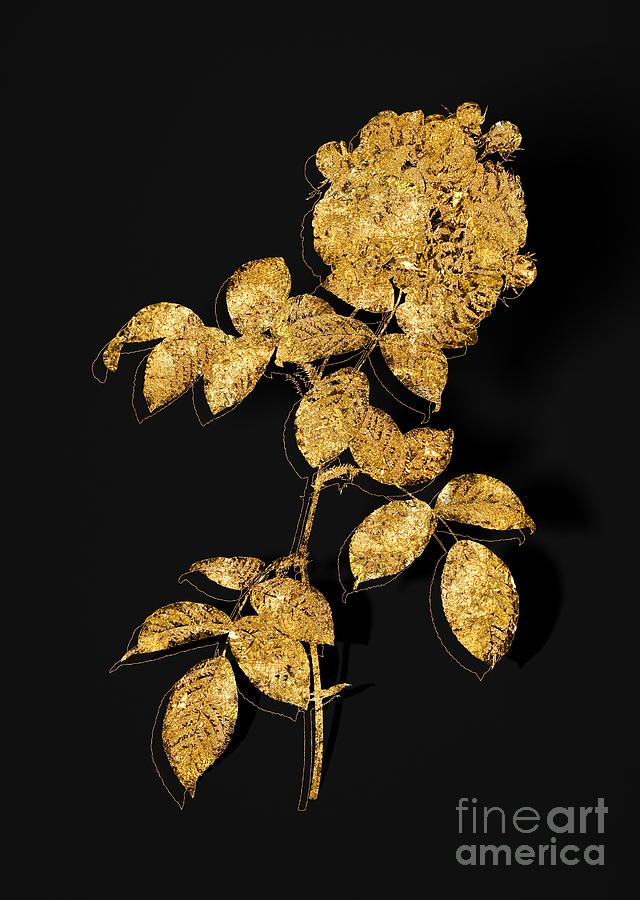 Gold Seven Sisters Roses Botanical Illustration on Black Mixed Media by Holy Rock Design