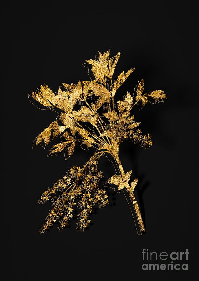 Gold Shrub Yellowroot Botanical Illustration on Black Mixed Media by Holy Rock Design