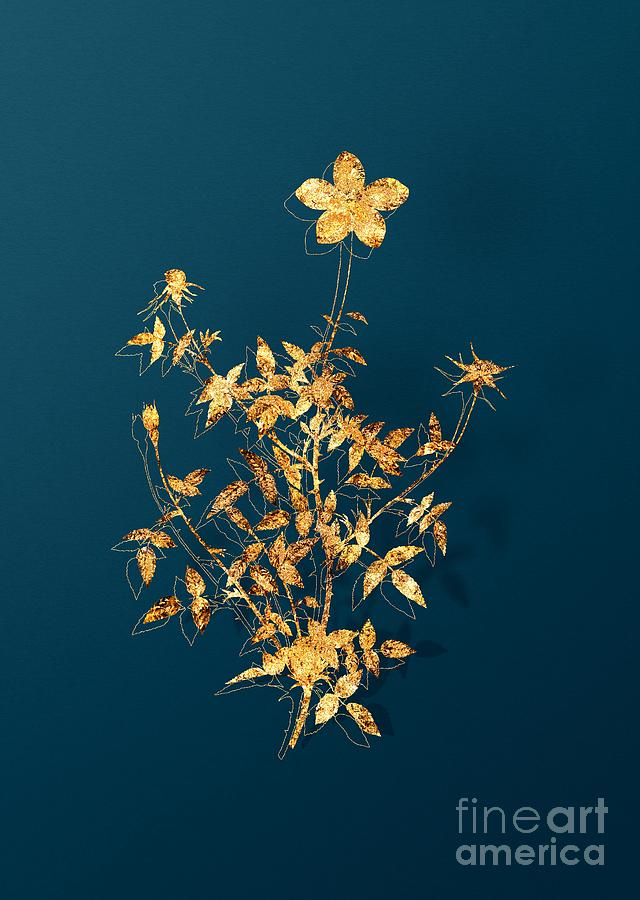 Gold Single Dwarf Chinese Rose Botanical Illustration on Teal Mixed Media by Holy Rock Design