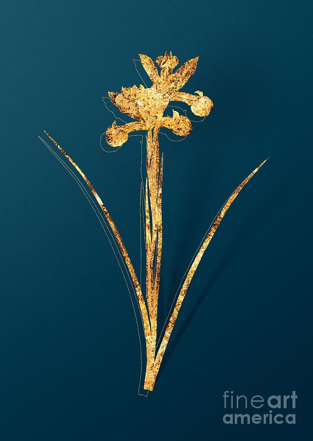 Gold Spanish Iris Botanical Illustration on Teal Mixed Media by Holy Rock Design