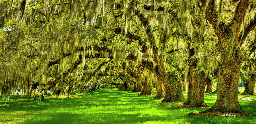 Golden Spanish Moss Panorama Tomotley Plantation Live Oaks South Carolina Lowcounty Landscape Art Photograph by Reid Callaway