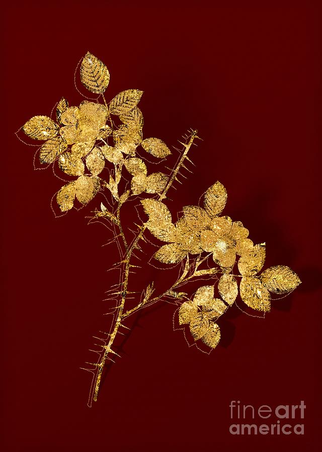 Vintage Mixed Media - Gold Spiny Leaved Rose of Dematra Botanical Illustration on Red by Holy Rock Design