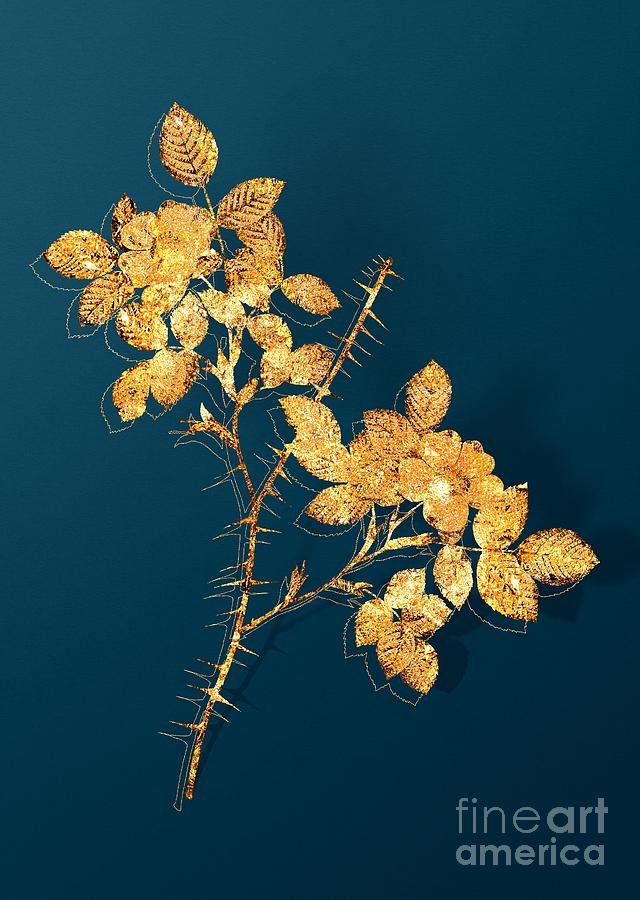 Vintage Mixed Media - Gold Spiny Leaved Rose of Dematra Botanical Illustration on Teal by Holy Rock Design