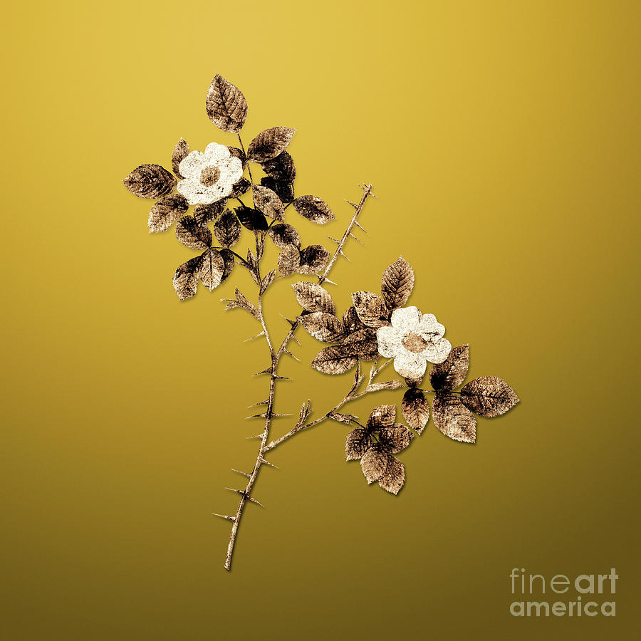 Vintage Painting - Gold Spiny Leaved Rose of Dematra on Mango Yellow n.01609 by Holy Rock Design