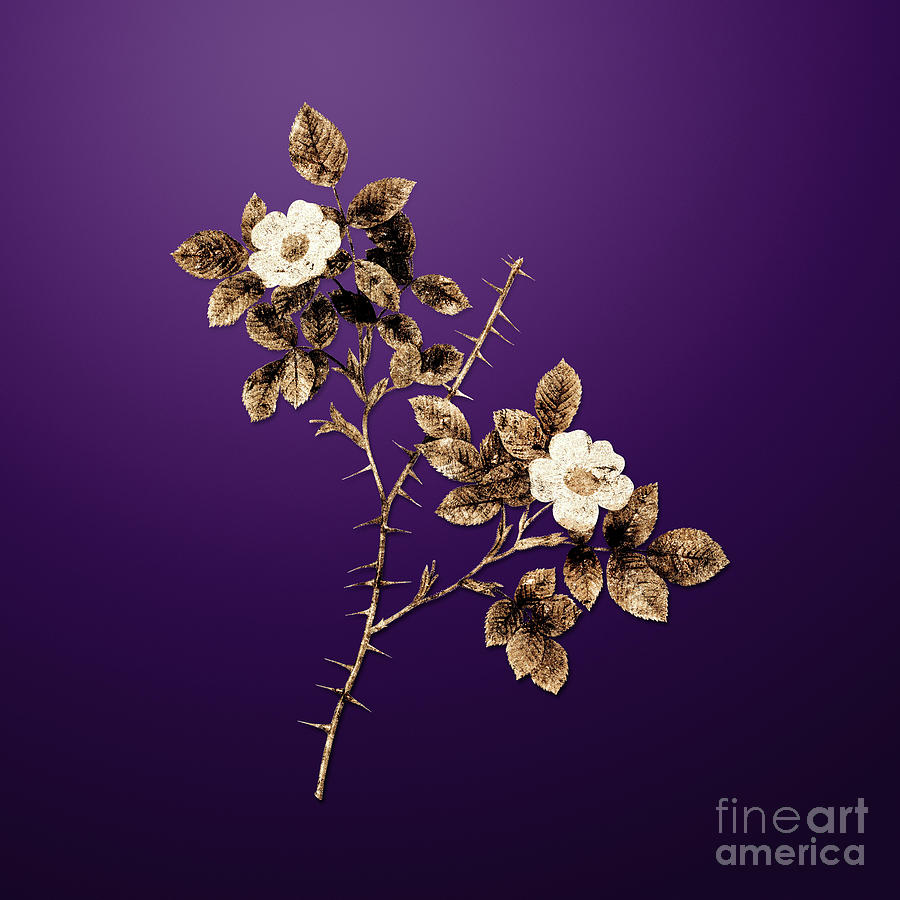 Vintage Painting - Gold Spiny Leaved Rose of Dematra on Royal Purple n.03176 by Holy Rock Design