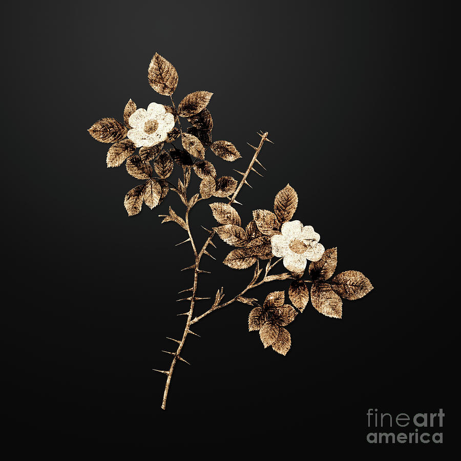 Vintage Painting - Gold Spiny Leaved Rose of Dematra on Wrought Iron Black n.02433 by Holy Rock Design