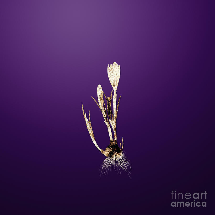Gold Spring Crocus on Royal Purple n.03204 Painting by Holy Rock Design