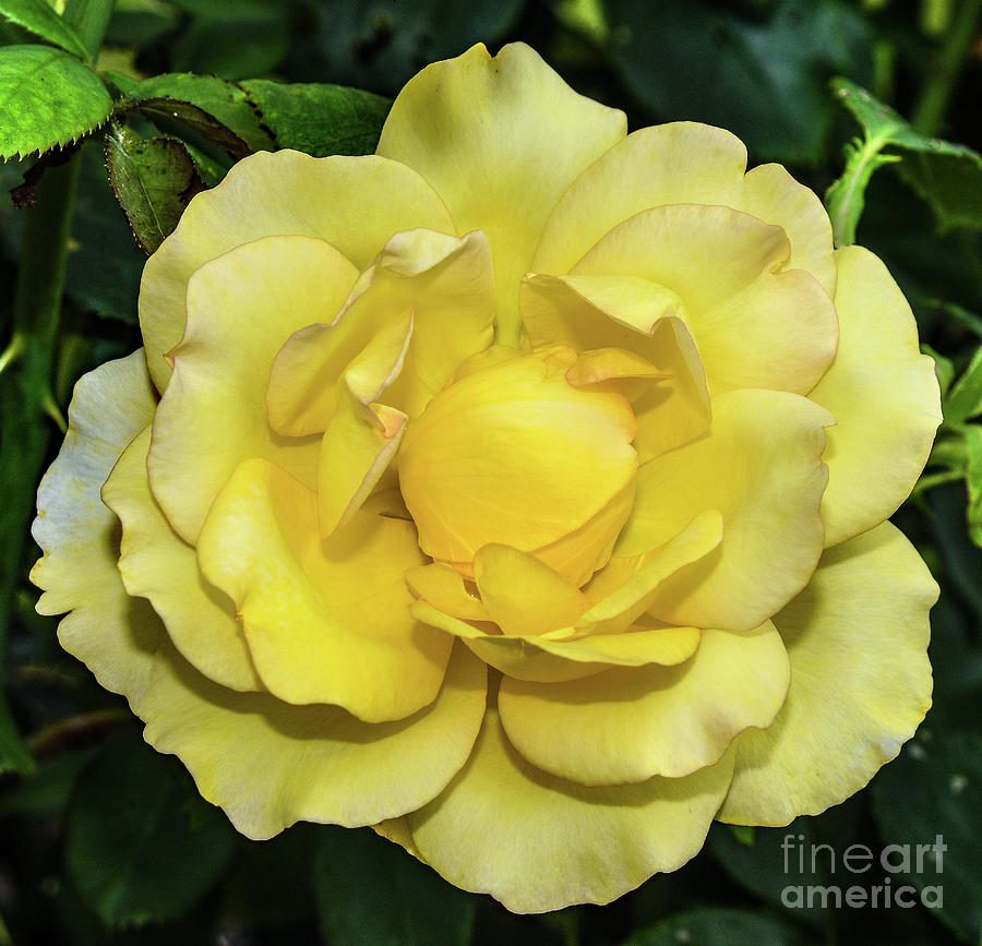 Gold Struck Rose Perfection Photograph