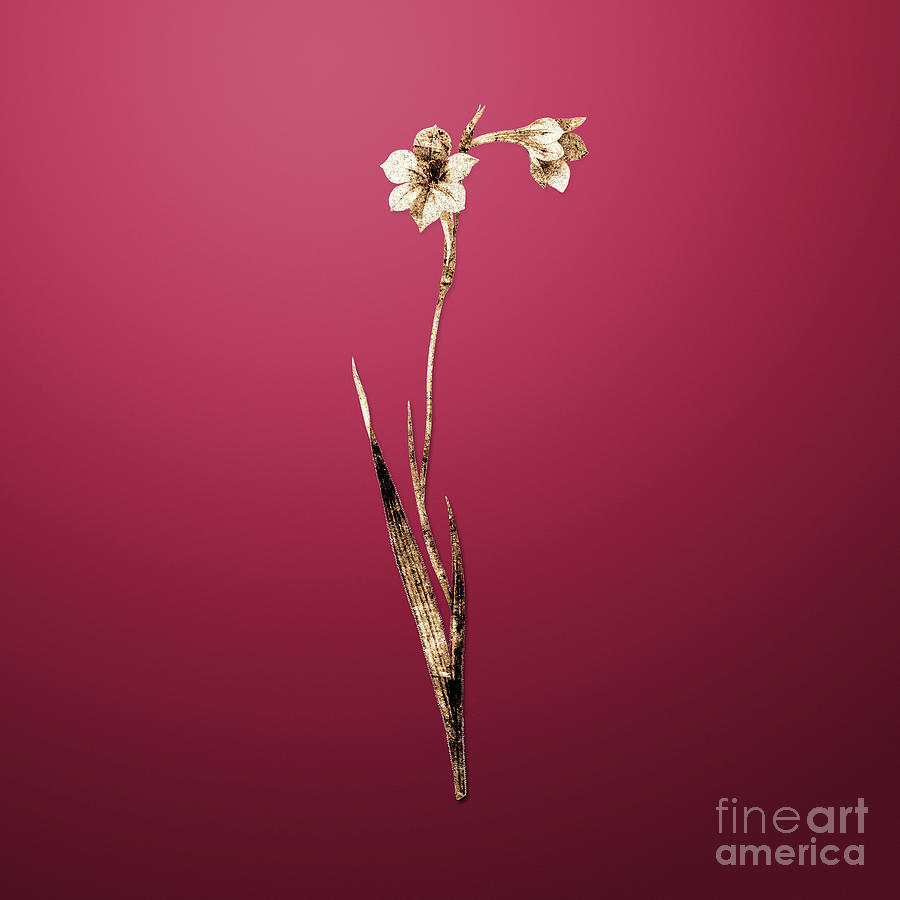Gold Sword Lily On Viva Magenta N.00574 Painting
