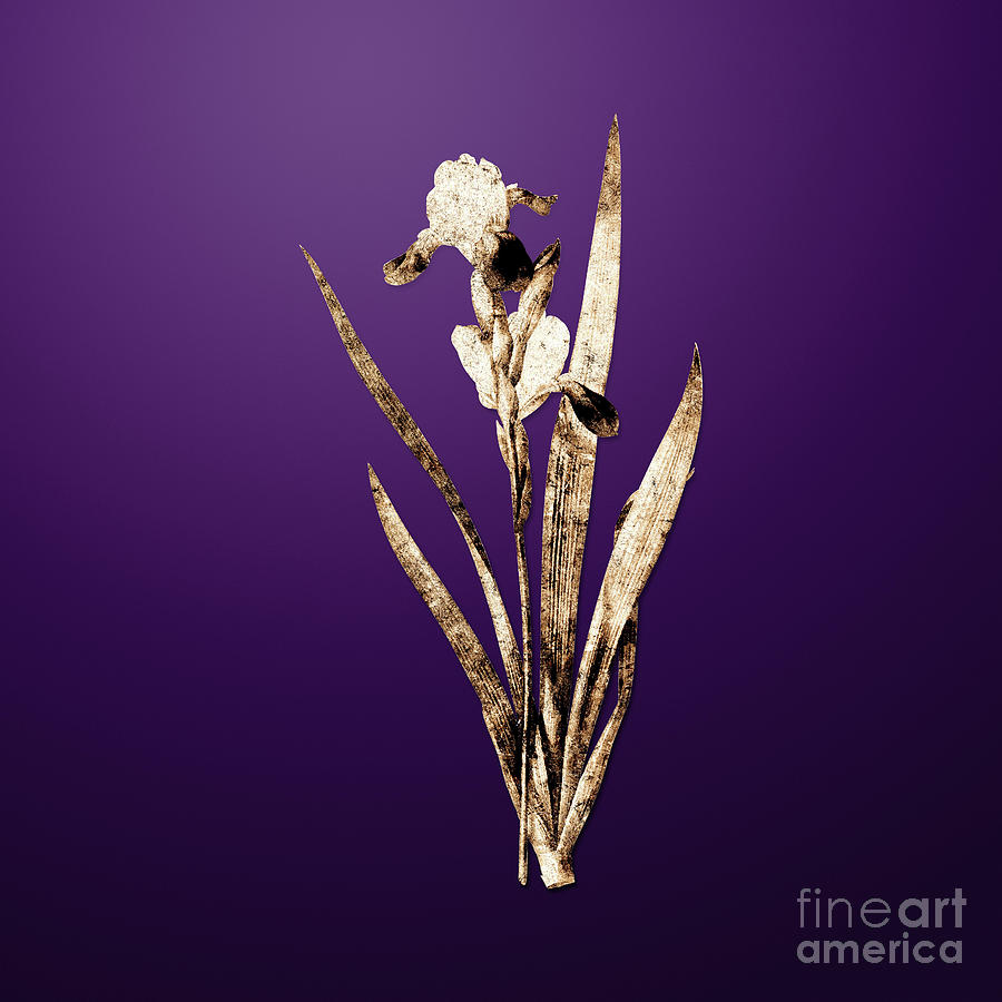 Gold Tall Bearded Iris On Royal Purple N.03414 Painting