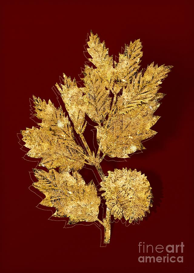 Gold Valonia Oak Botanical Illustration on Red Mixed Media by Holy Rock Design
