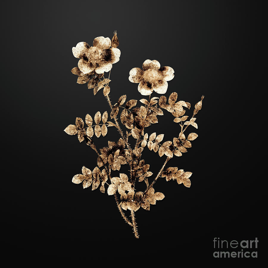 Vintage Painting - Gold Variegated Burnet Rose on Wrought Iron Black n.02979 by Holy Rock Design