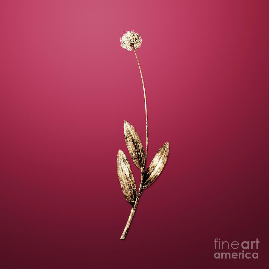 Gold Victory Onion on Viva Magenta n.00953 Painting by Holy Rock Design