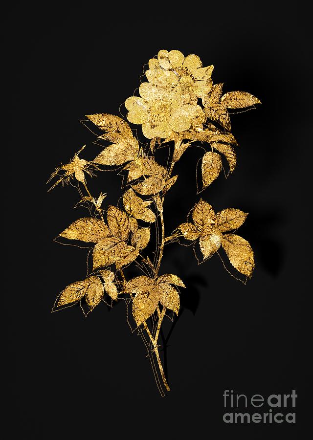 Gold White Anjou Roses Botanical Illustration on Black Mixed Media by Holy Rock Design