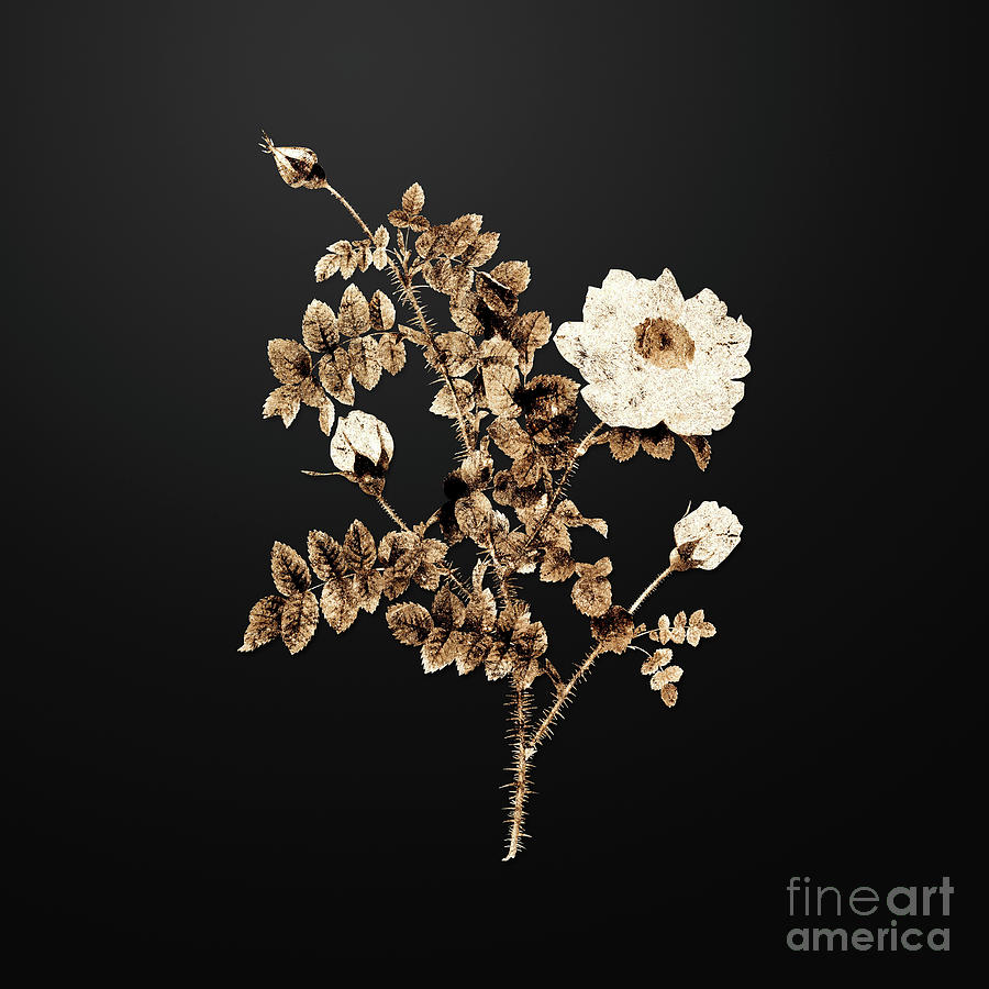 Gold White Burnet Roses on Wrought Iron Black n.03343 Painting by Holy ...