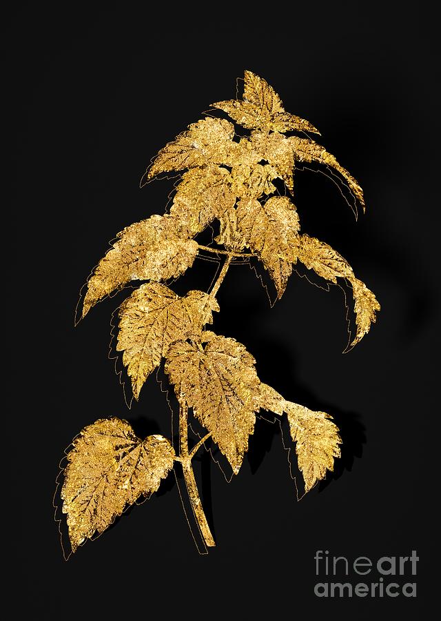 Gold White Dead Nettle Plant Botanical Illustration on Black Mixed Media by Holy Rock Design