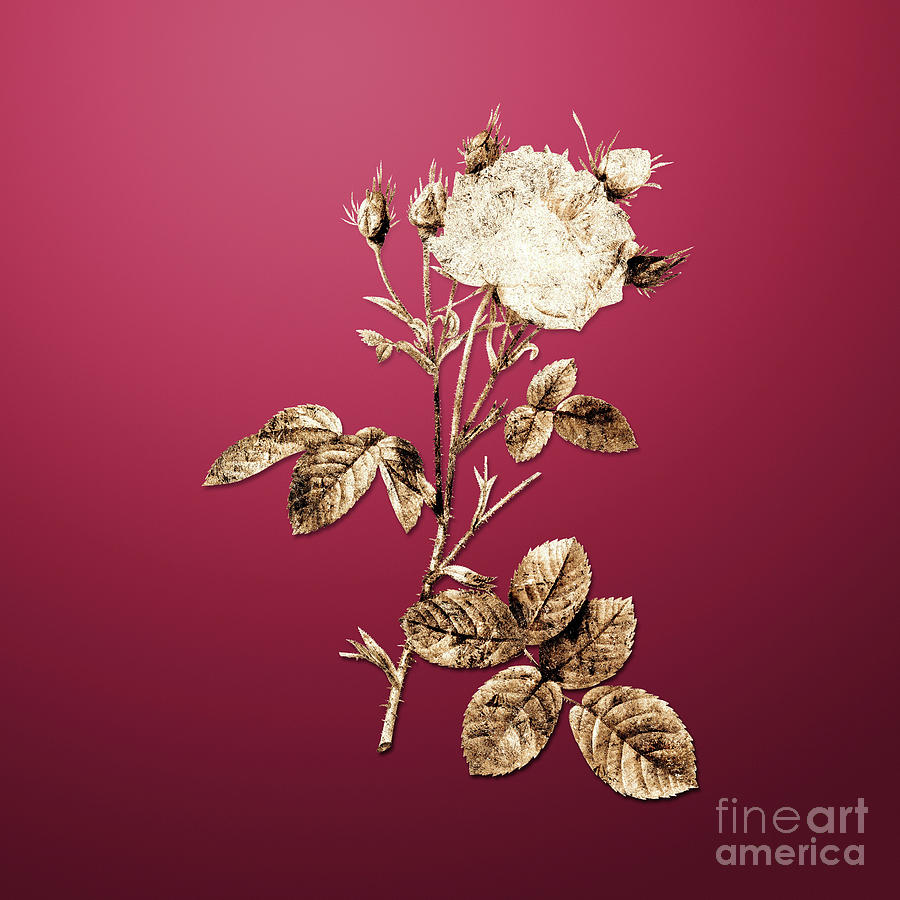 Gold White Provence Rose On Viva Magenta N.01415 Painting