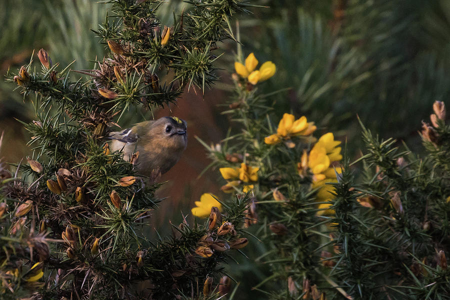 Goldcrest Photograph by Wendy Cooper
