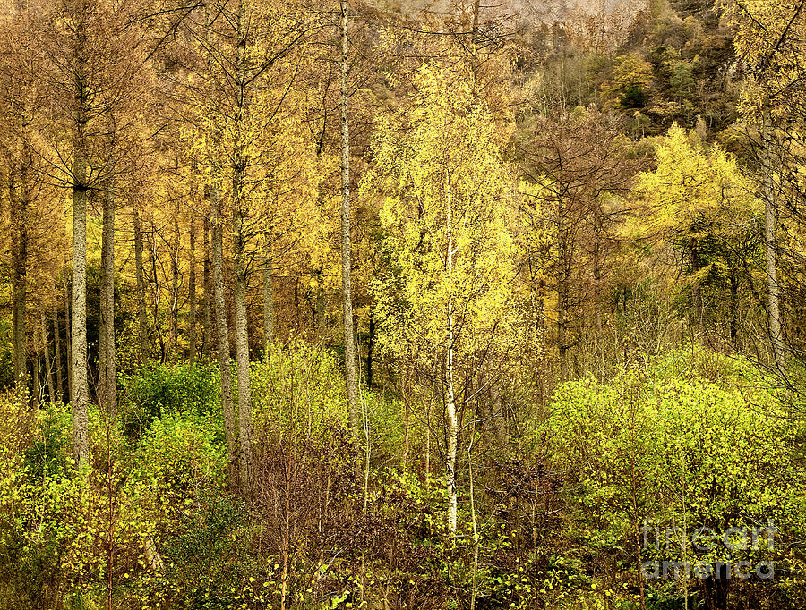 Golden Autumn Wonderland, Lake District, Uk, On The Shore Of Derwentwater. Just Beautiful  Woodland Photograph