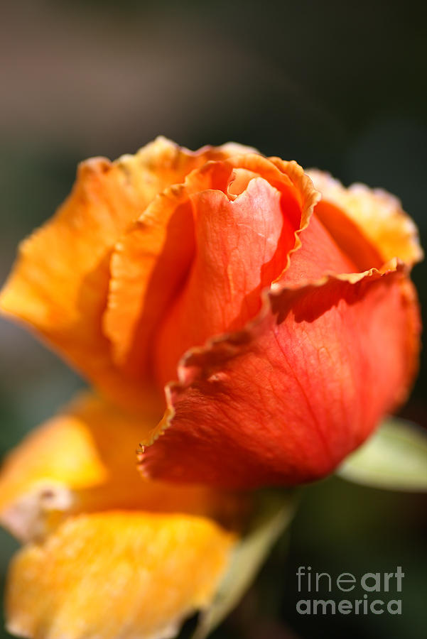Golden and Rich Orange Rose Bud Photograph by Joy Watson