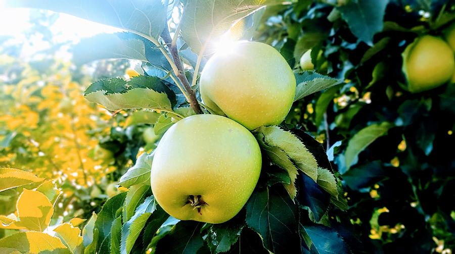 Golden Apples In The Golden Sun Photograph