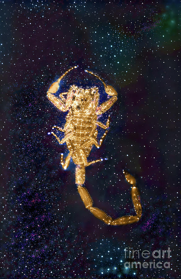 Scorpions Digital Art - Golden Arizona Bark Scorpion by Elisabeth Lucas