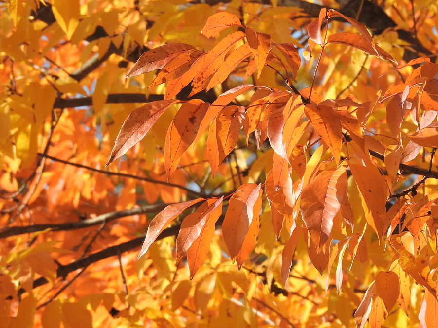 Golden Ash Leaves Photograph by Barbara Ebeling - Fine Art America