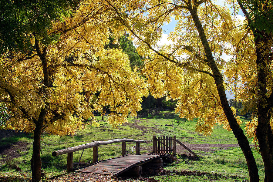 Golden Ash Trees #3 Photograph by Elaine Teague