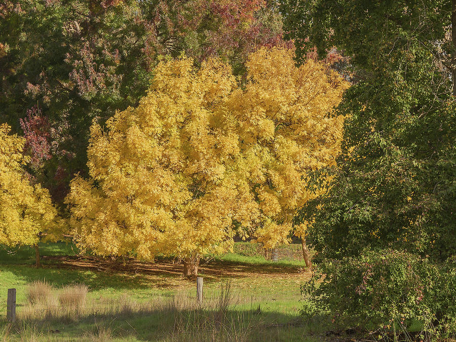 Golden Ash Trees Photograph by Elaine Teague