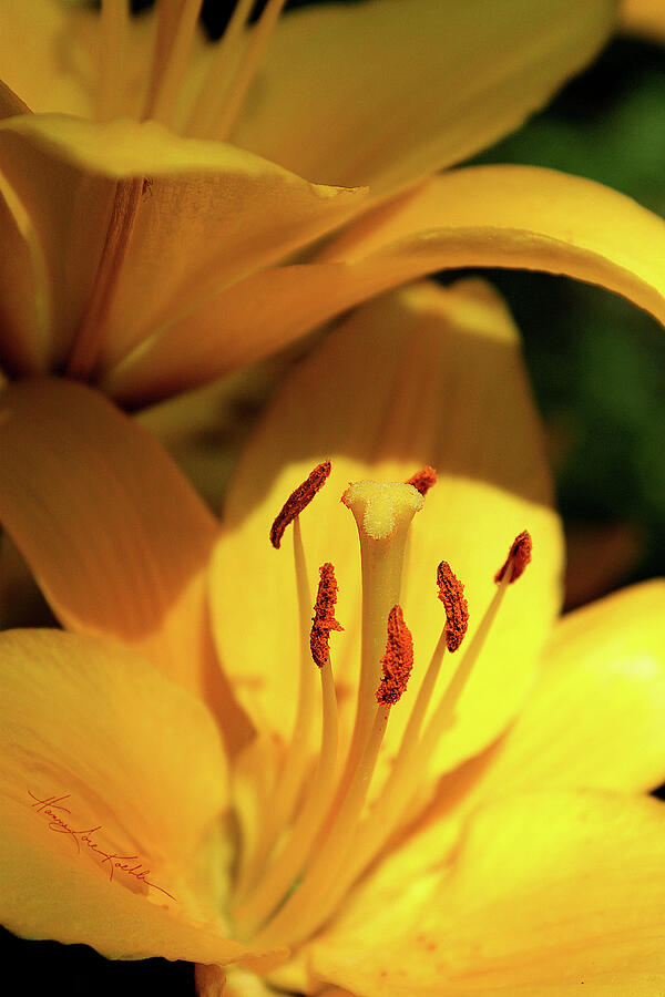Golden Asiatic Lily Photograph by Hanne Lore Koehler - Fine Art America