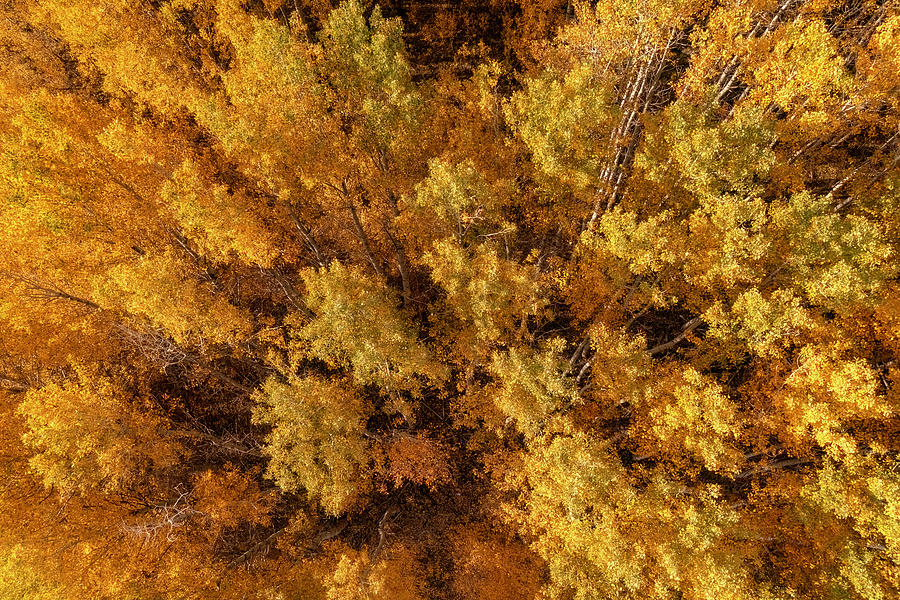 Golden Aspen Forest Aerial Photograph by Christopher Johnson