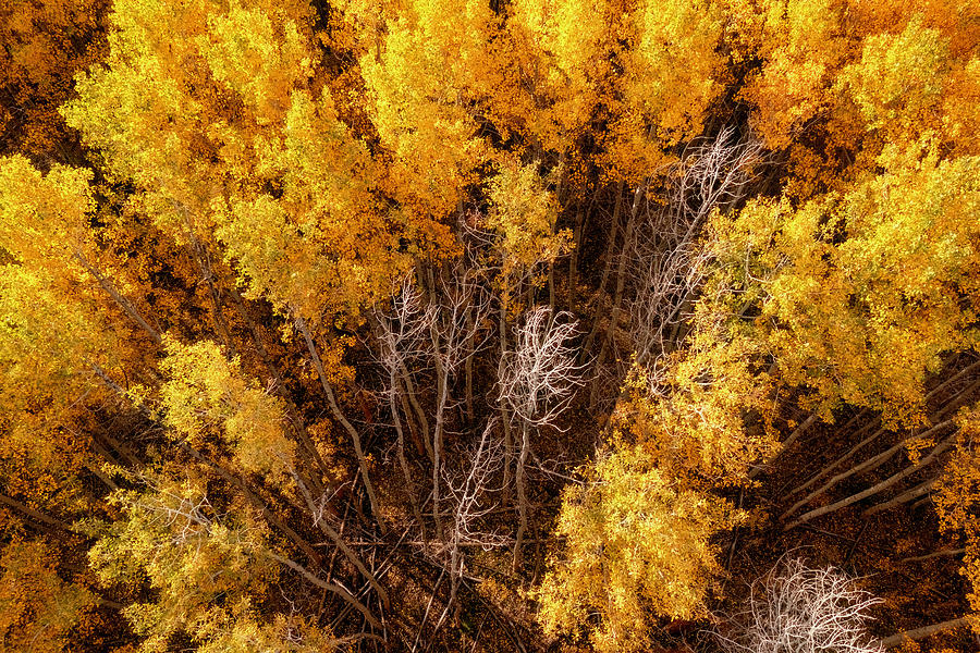 Nature Photograph - Golden Aspen Forest Aerial Design by Christopher Johnson