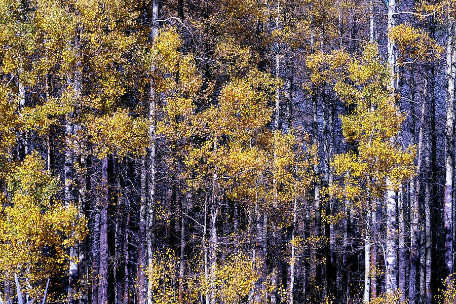 Golden Aspen Forest Details  Photograph by Christopher Johnson